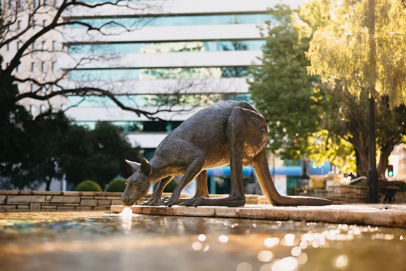 Statues of a mob of kangaroos at Stirling Gardens