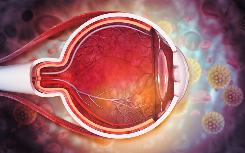 graphic image of the inside anatomy of an eye