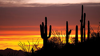 21299-Phoenix-Scottsdale-Arizona-Signature-City-smhoz.jpg