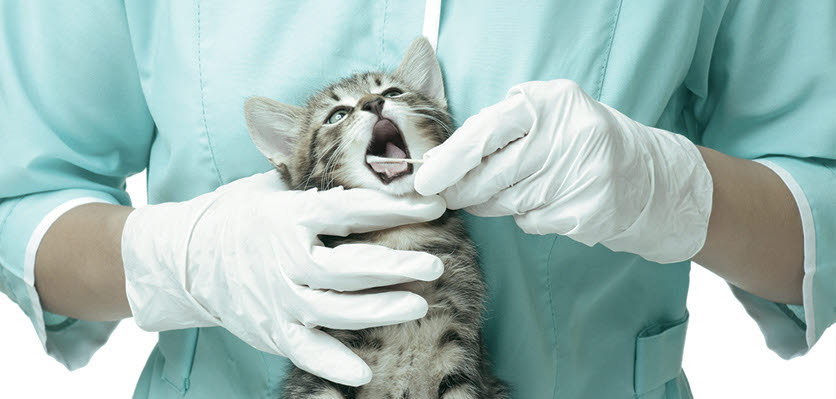 dental - cat - veterinarian - content page hero.jpg