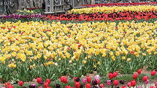 21968-asheville-biltmore-garden-tulips-smhoz.jpg