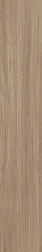 Northern Silky Oak