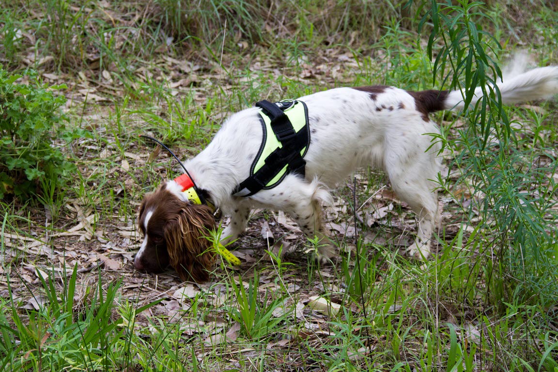 Dazzy the conservation detector dog passively indicating on scats during a search - image by Terrestrial Ecosystems.jpg