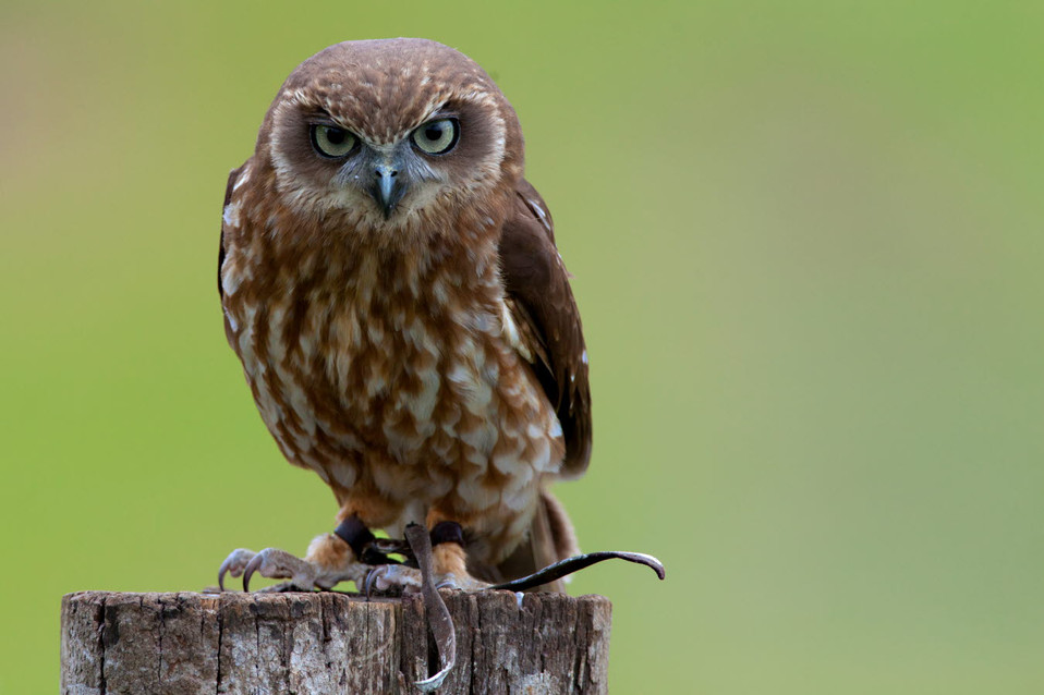 Avian - Owl - Boobook