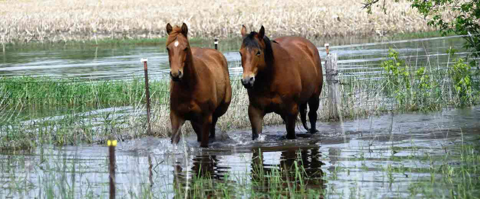 horse - flood