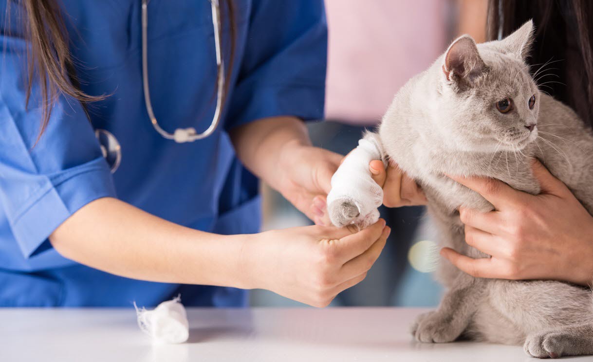 Vet - cat - bandage - paw.jpg