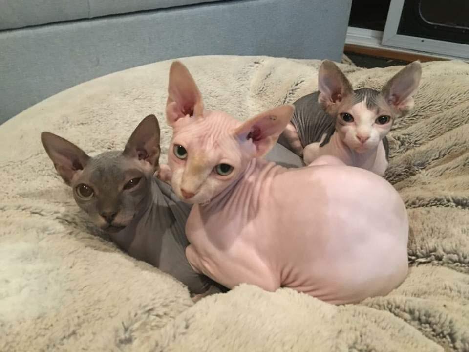 Sphynx cats.jpg