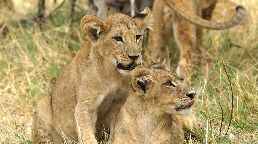 22424-BT-lion-cubs-c.jpg