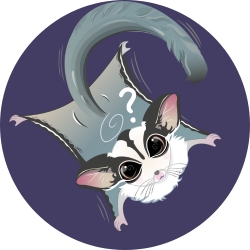 Illustrated sugar glider possum looking confused