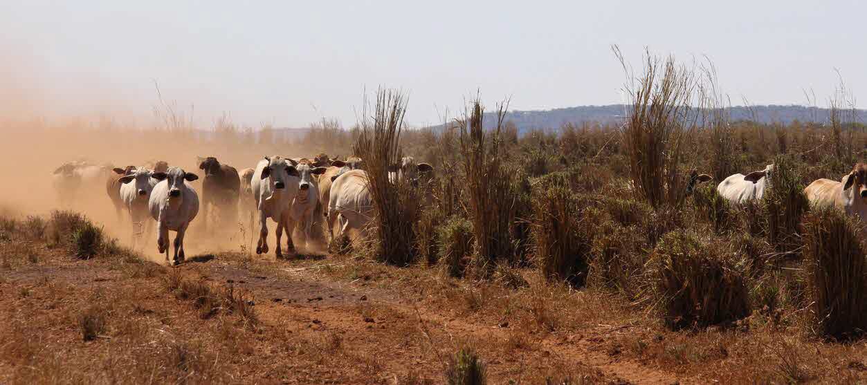 cattle - drought - farming