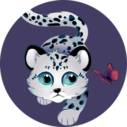 Snow leopard walking forward with a focused look on it's face