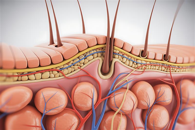 Cross section of hair skin.jpeg