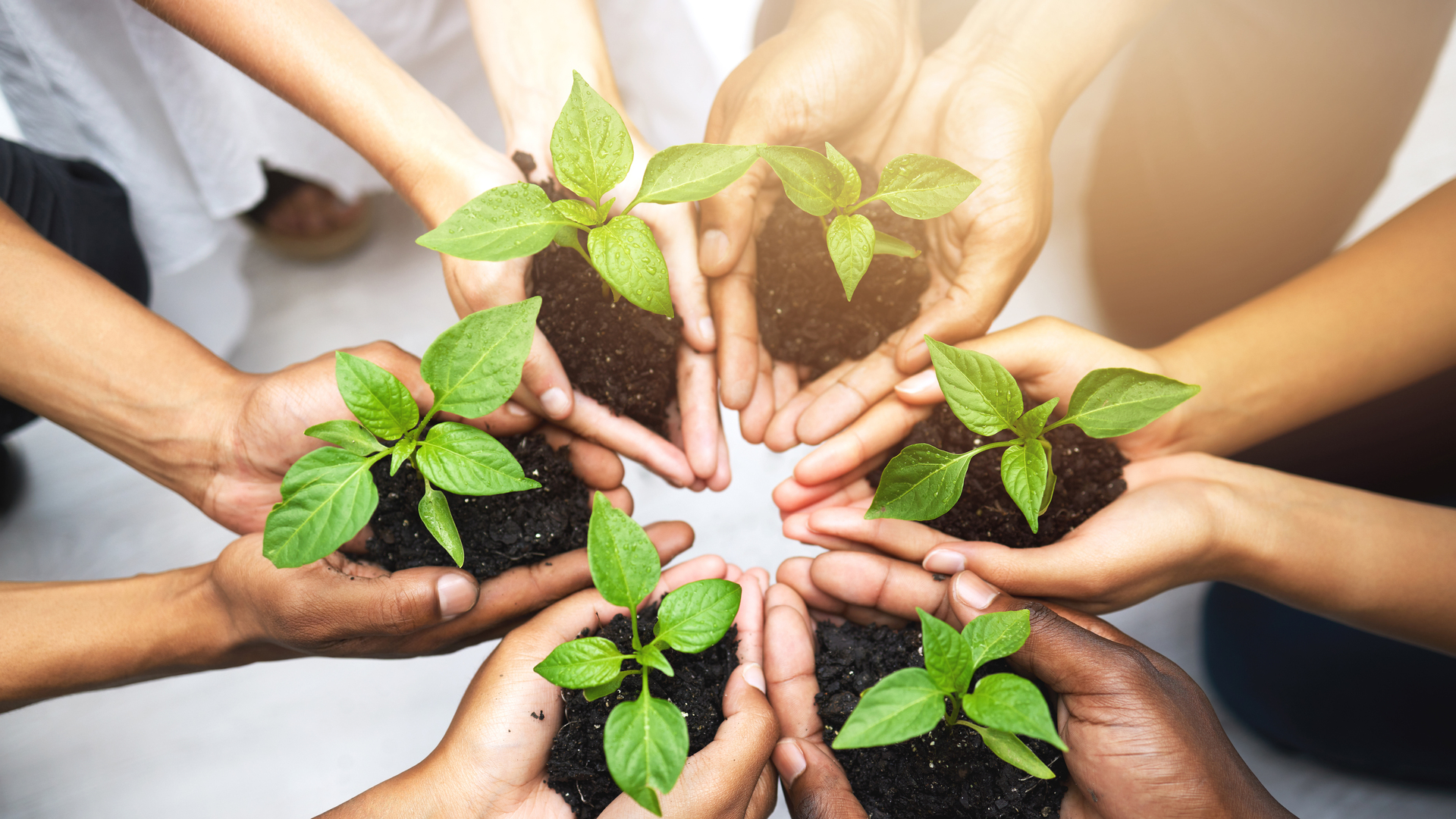 Cropped shot of a group of unrecognizable people holding plants growing out of soil