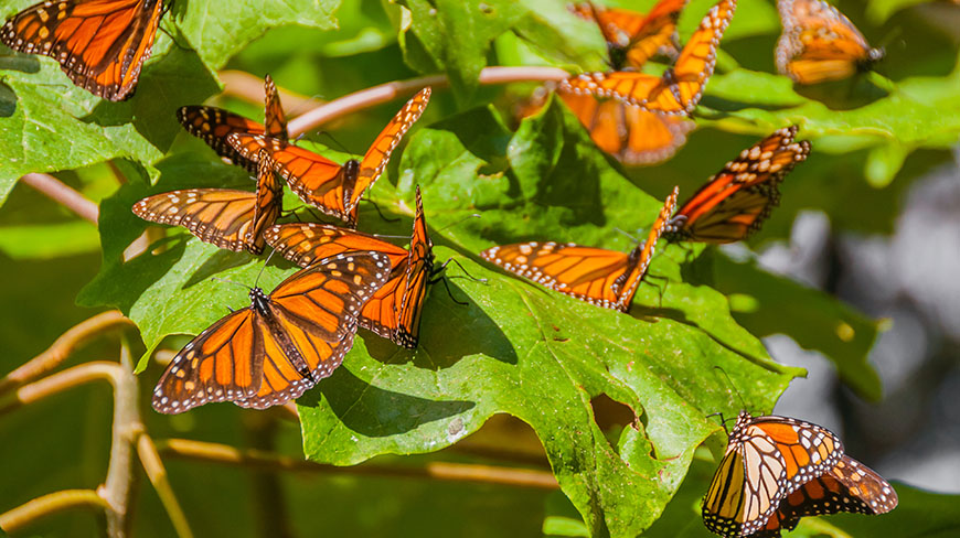 24845-MX-MonarchButterflies-1-lghoz.jpg