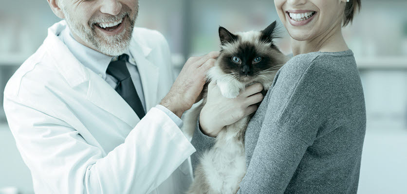 practice - cat - veterinarian - content page hero.jpg