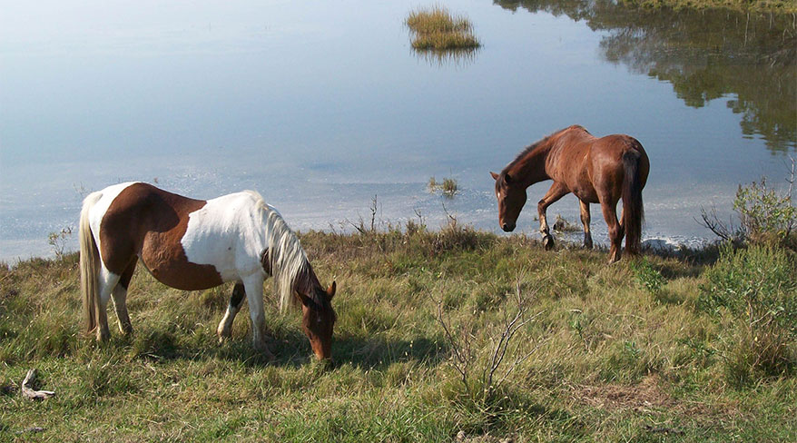2005-chincoteague-horses-marsh-c.jpg