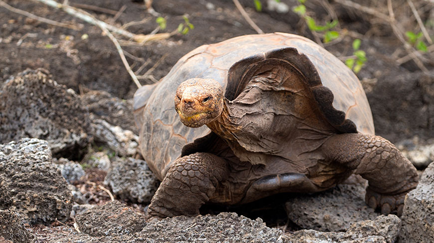 21986-EC-Santa-Cruz-Tortoise-3c.jpg