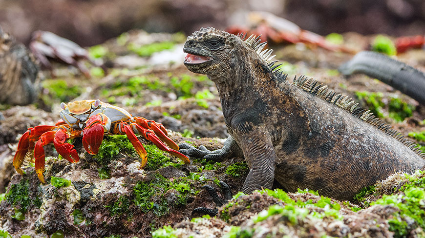 21986-EC-Galapagos-Marine-Iguana-5c.jpg