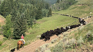 24096-bbar-ranch-cattledrive-smhoz.jpg