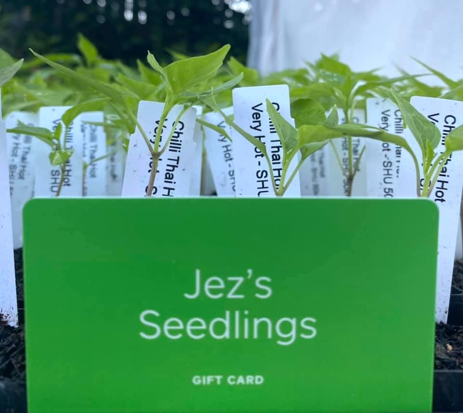 JezSeedlings7.jpg