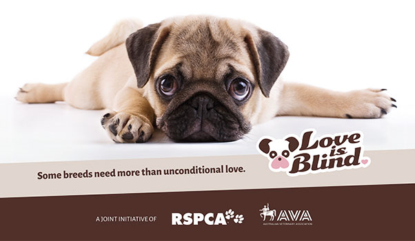 Love is Blind - brachycephalic updated