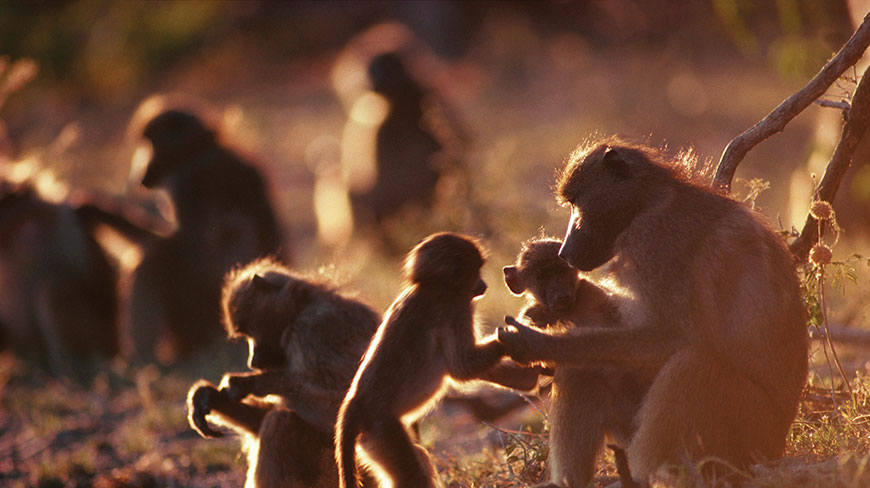 13938-BT_ChacmaBaboons-c.jpg