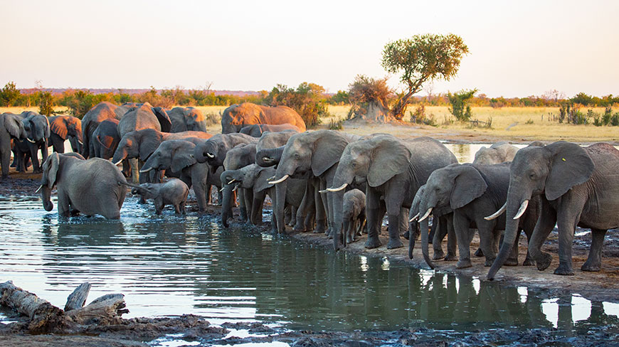 13938-ZI-Hwange-National-Park-Elephants-c.jpg