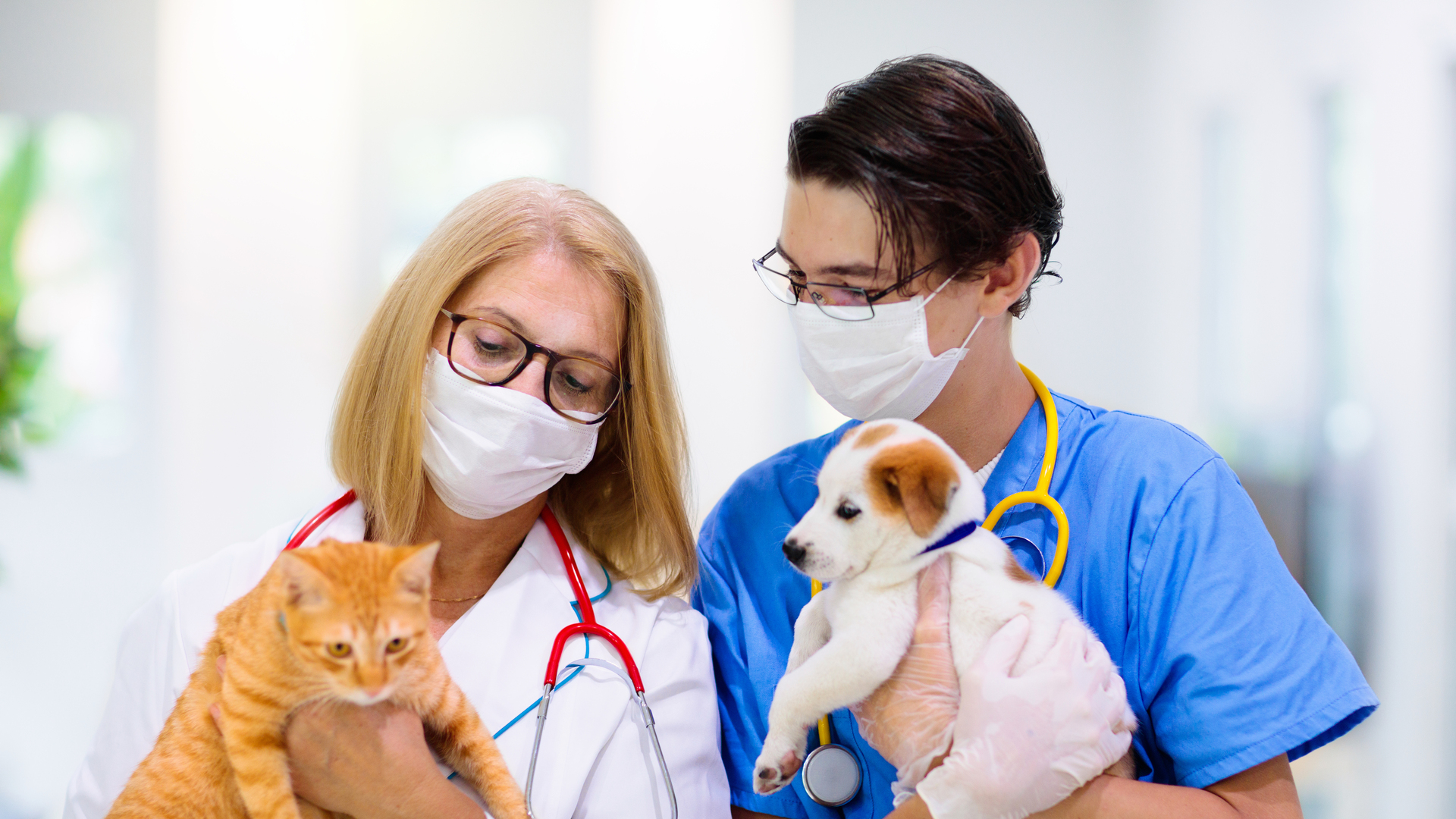 Vet with dog and cat. Puppy and kitten at doctor.