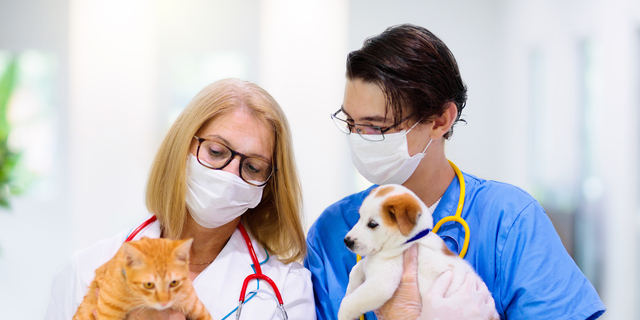 Vet with dog and cat. Puppy and kitten at doctor.