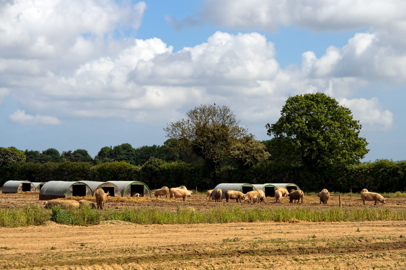 Pigs in paddock.jpg