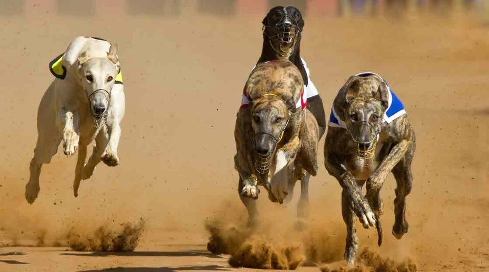 Greyhound