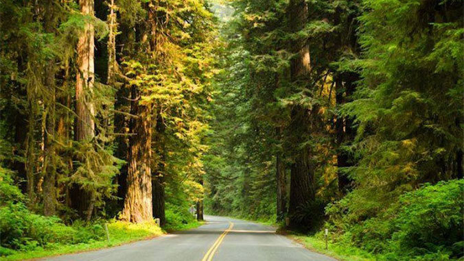 21404-hiking-the-redwoods-in-northern-california-2c.jpg