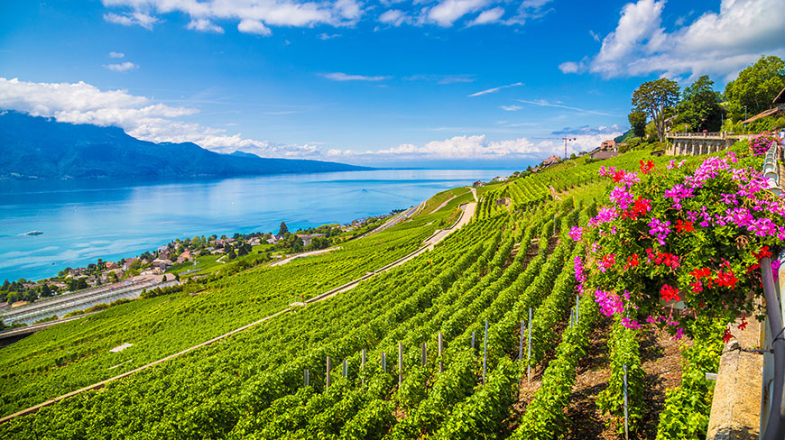 24916-CH-Lavaux-Wineyard-7c.jpg