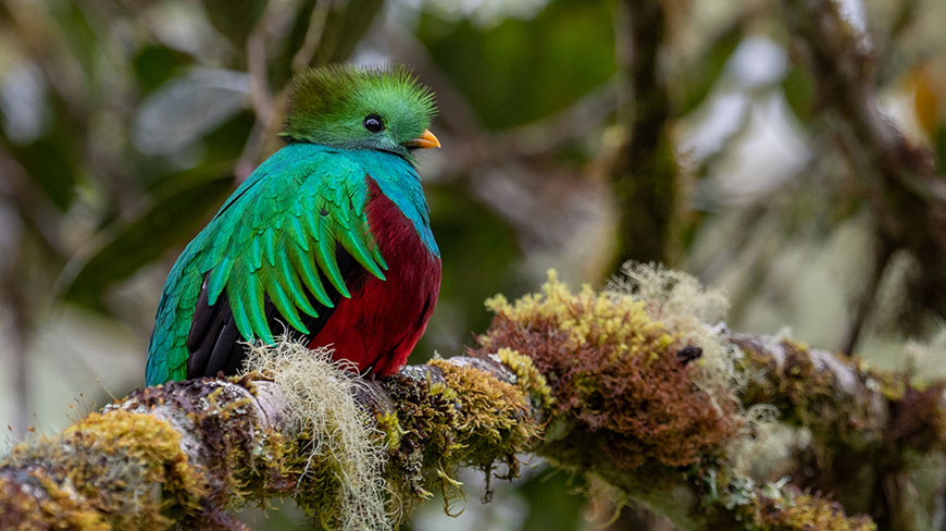 25137-CR-Resplendent-Quetzal-7c.jpg