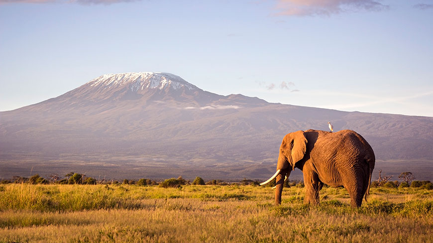 24888-KY-Kilimanjaro-Elephant-4c.jpg