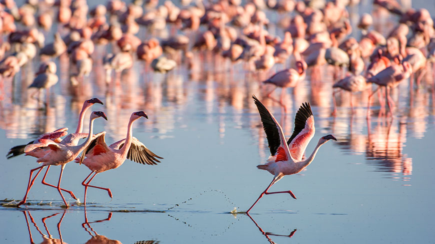24888-KY-LakeNakura-Flamingos-3c.jpg