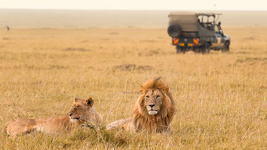 24888-KY-Safari-Lions-8c.jpg