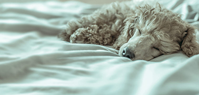 acupuncture - sleeping dog - content page hero.jpg