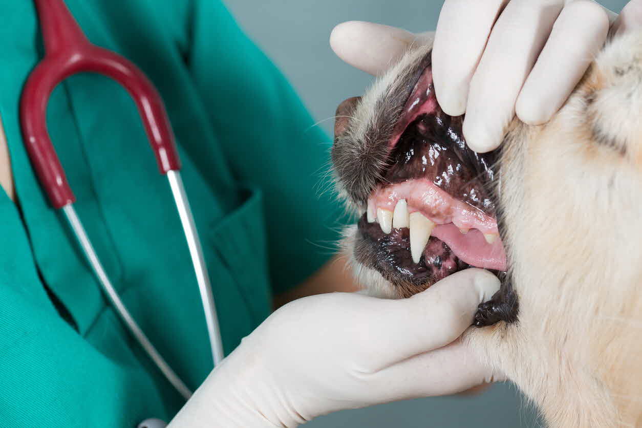 dog - dental