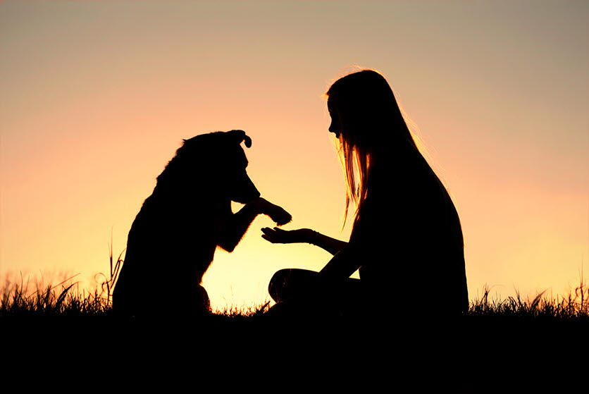 small animal - dog - woman - silhouette