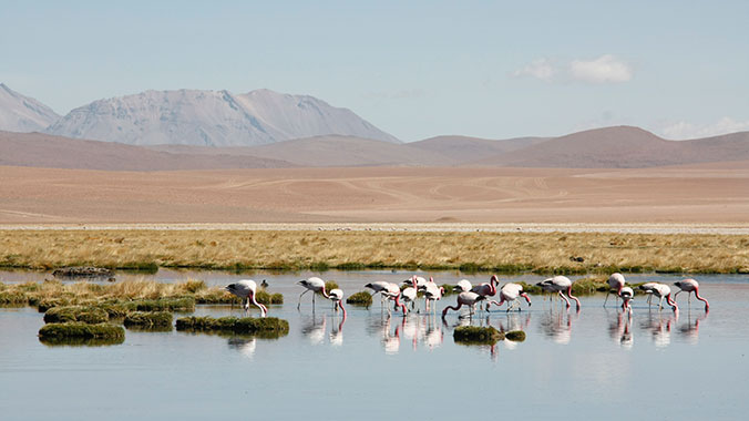 3892-chile-atacama-desert-easter-island-flamingos.jpg