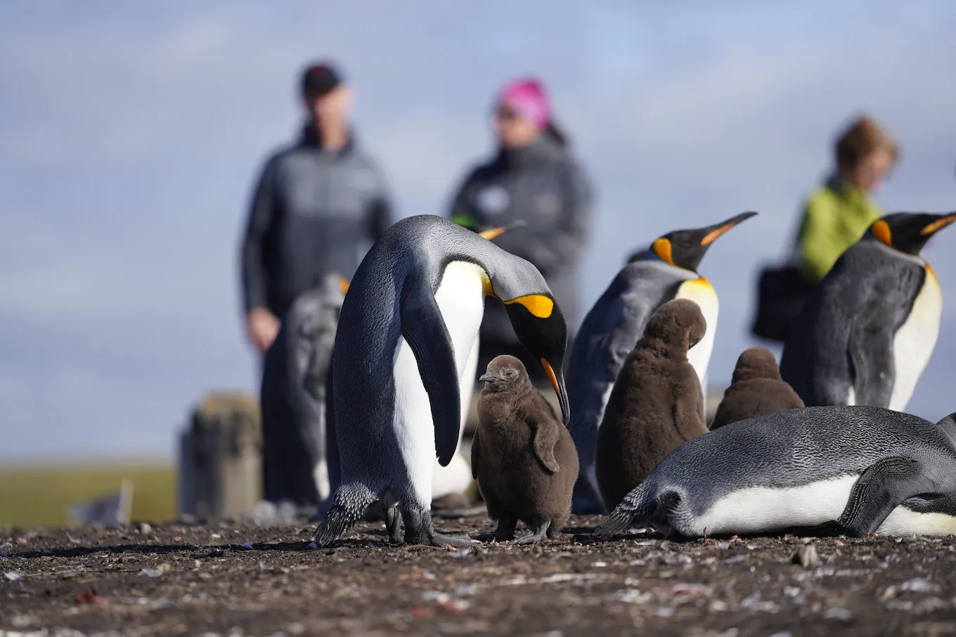 bluff cove penguin