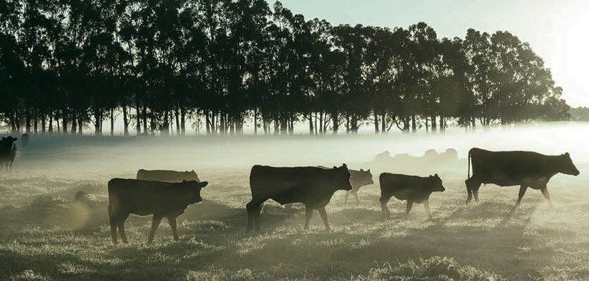 cattle - farm - herd - content page hero