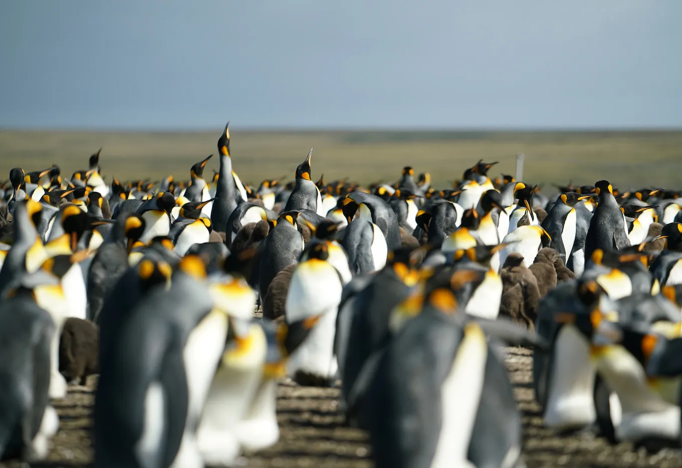 falklands penguins