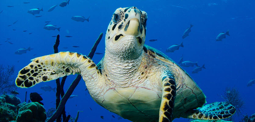 Green Turtle - Swimming - Ocean.jpg