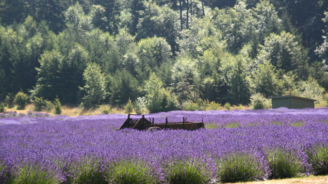 18520-lavender-1c.jpg