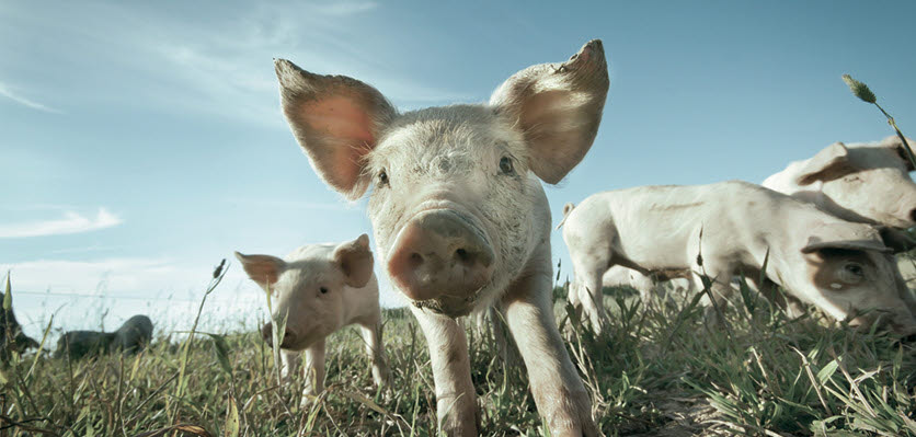 pig - farm - content page hero.jpg