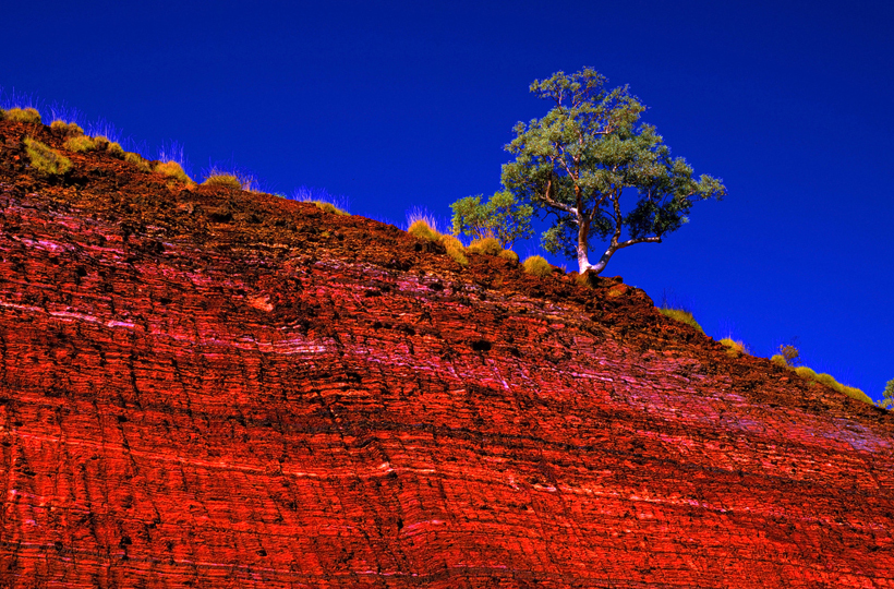 An image of a lone tree on a cliff, taken from below, with a vivid blue sky in the background and red rocky cliff of the Pilbara, Western Australia