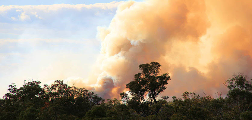 bushfire - emergency - vet voice.jpg