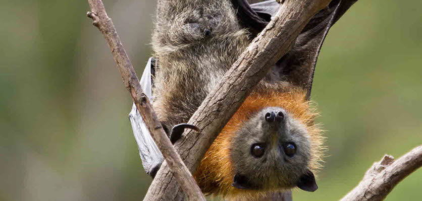 flying fox - fruit bat - vet voice.jpg